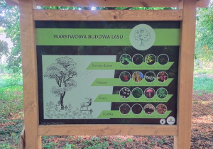 Jedna z kilku tablic dydaktycznych dotycząca warstwowej budowy lasu.