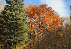 Widok lasu jesienią, drzewa w pięknej palecie barw.