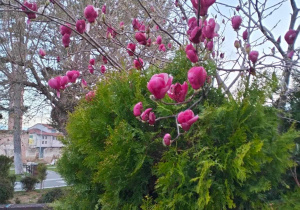 Kwitnące magnolie.