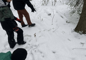 Prowadzący warsztaty pokazujący tropy na śniegu.