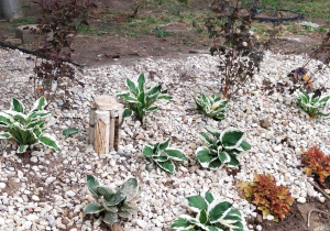Sadzonki funkii, żurawki i pęcherznicy kalifornijskiej, posadzone w części ogrodu i obsypane kamieniami.